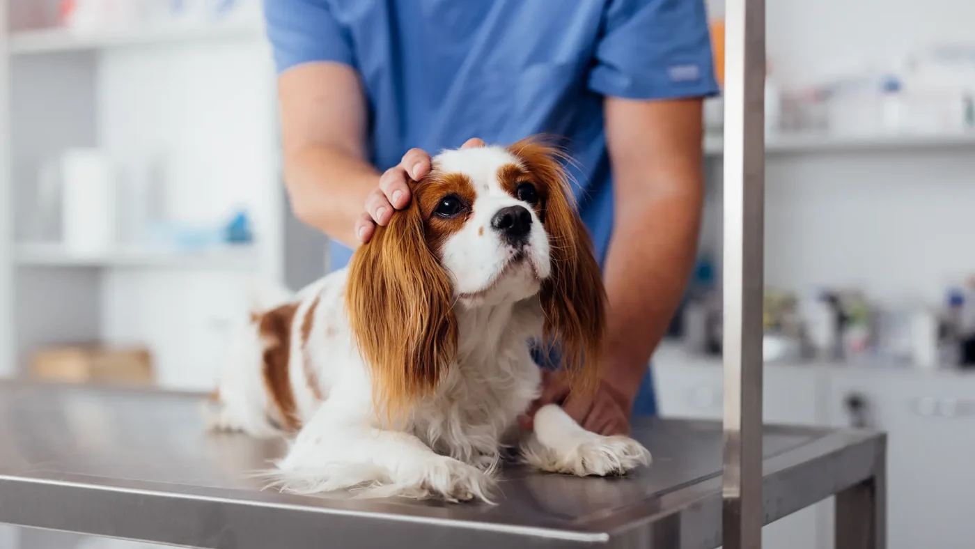 6 Home Actions That Can Make a Pet Emergency Worse