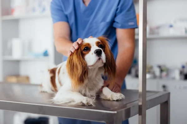 6 Home Actions That Can Make a Pet Emergency Worse