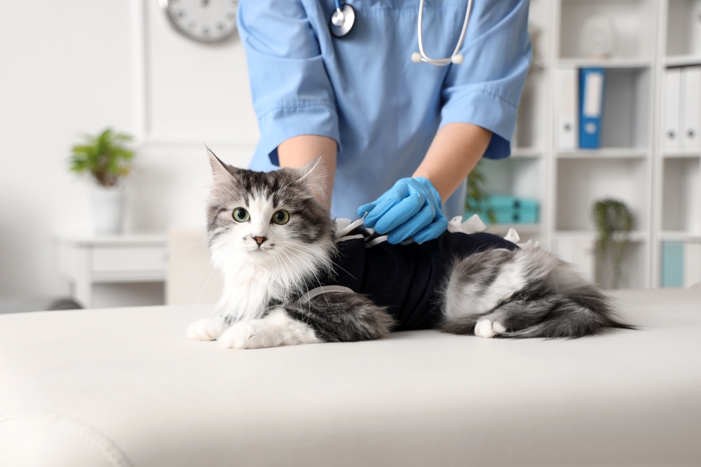 Why Choosing The Right Animal Hospital Improves Pet Longevity