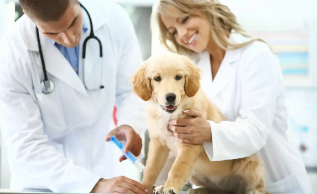 The Growing Importance of Animal Hospitals in Urban Communities