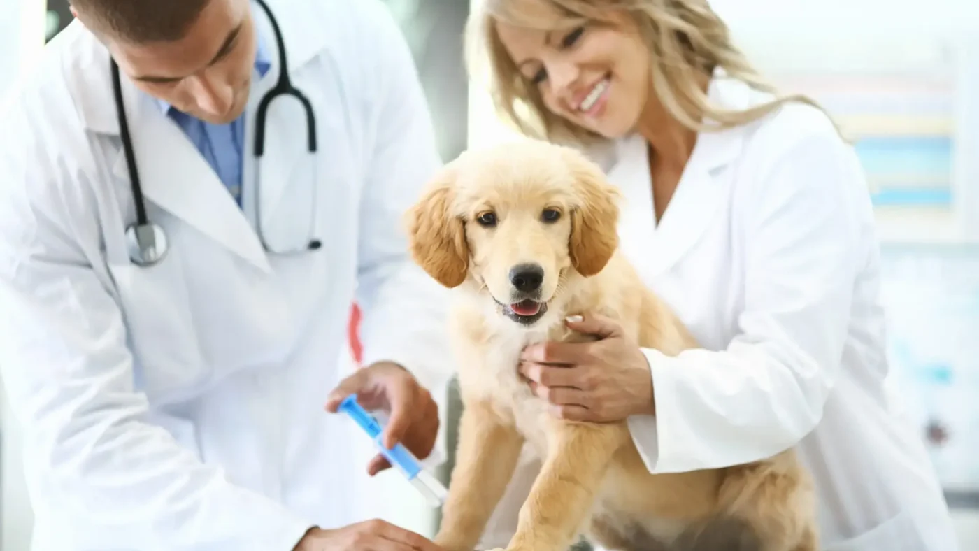 The Growing Importance of Animal Hospitals in Urban Communities
