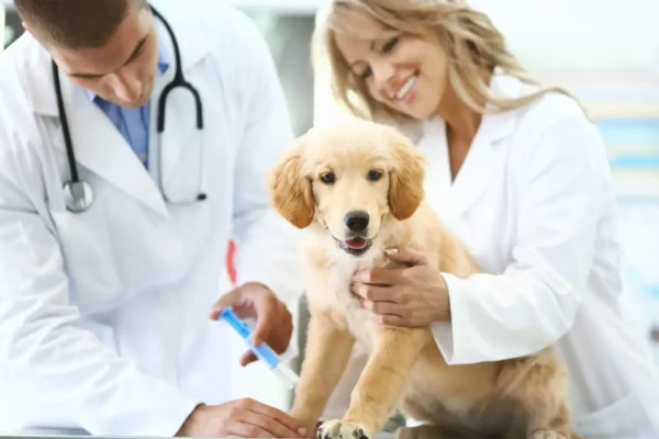 The Growing Importance of Animal Hospitals in Urban Communities