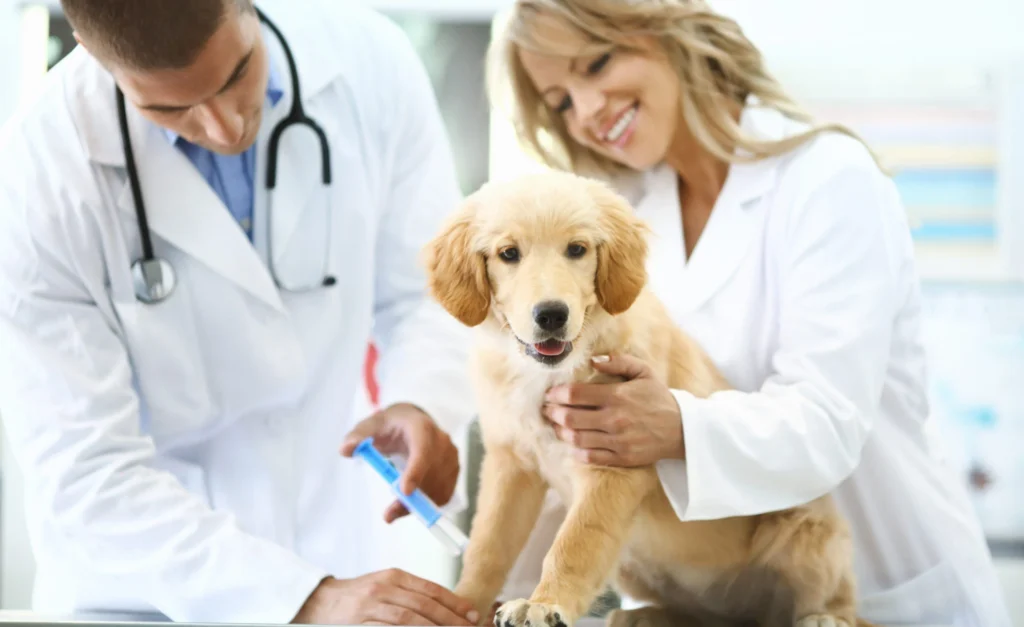 How Animal Hospitals Provide Postoperative Support For Families