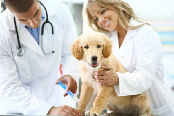 How Animal Hospitals Provide Postoperative Support For Families