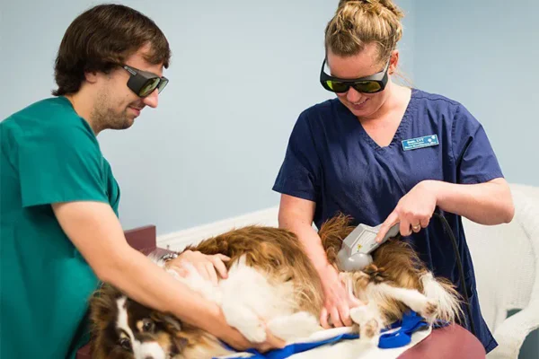 How Veterinary Clinics Care For Exotic And Small Pets