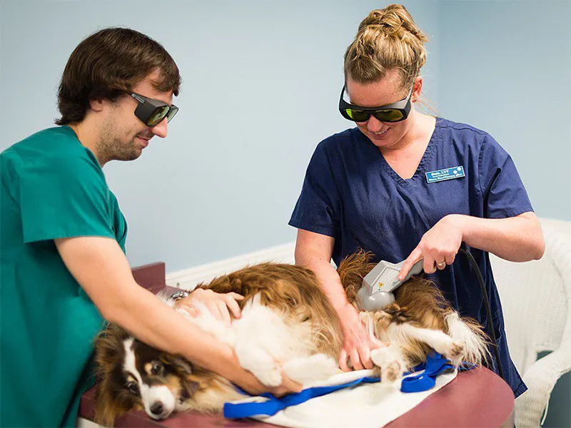 How Veterinary Clinics Care For Exotic And Small Pets