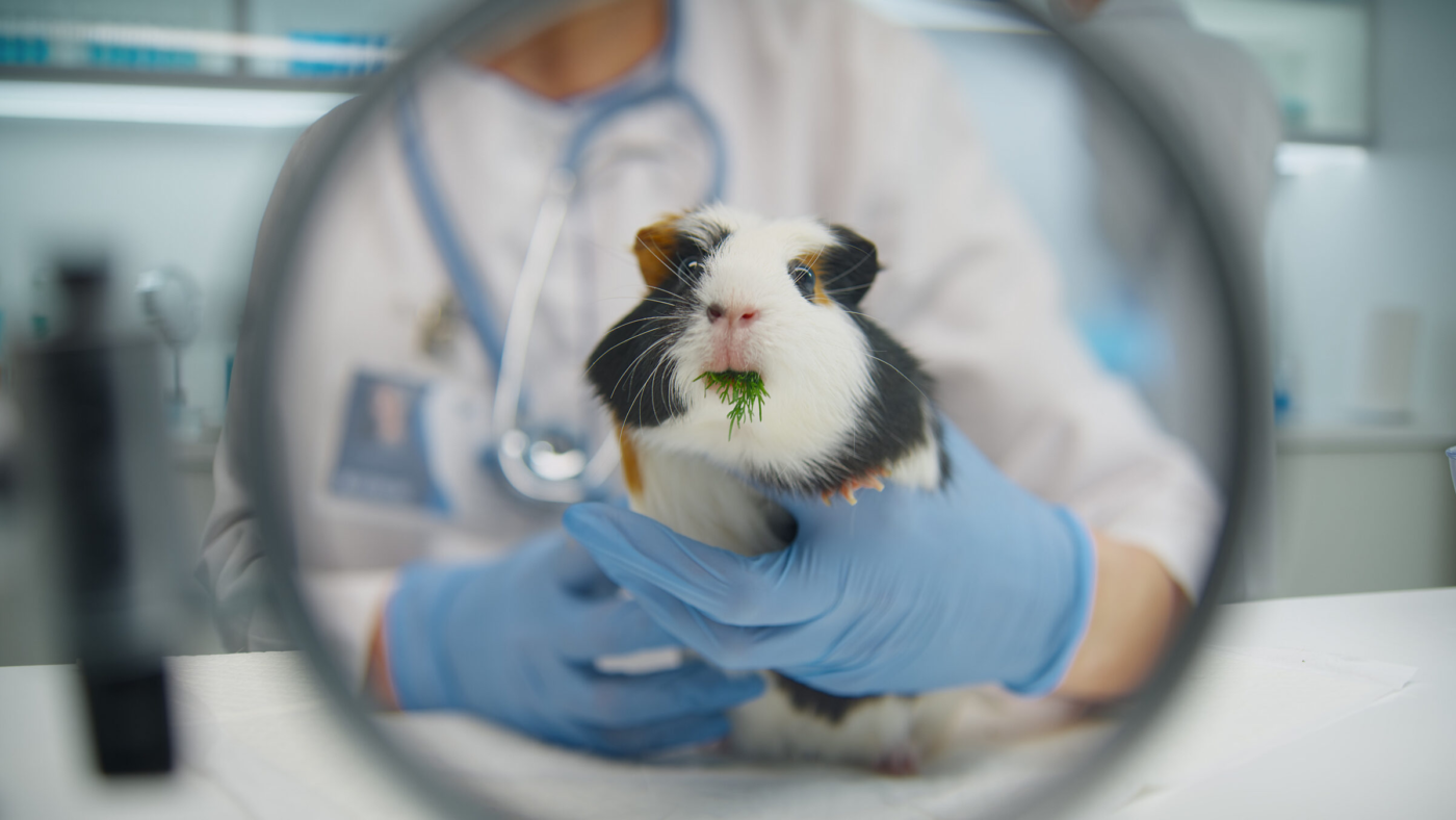 How Animal Hospitals Manage Emergency Situations