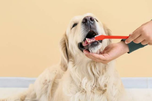 The Role Of Animal Clinics In Pet Dental Health