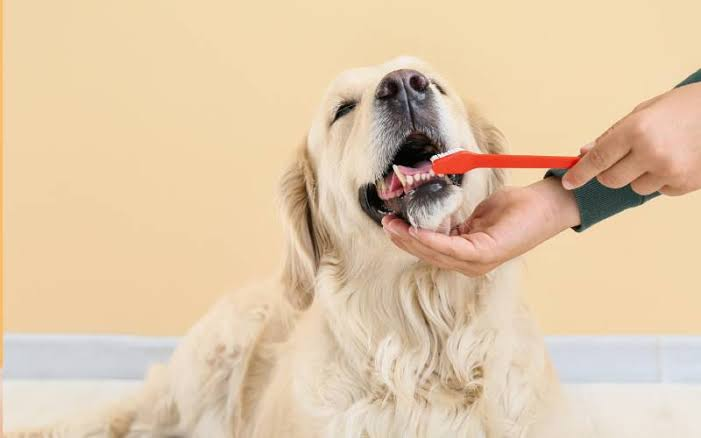 The Role Of Animal Clinics In Pet Dental Health