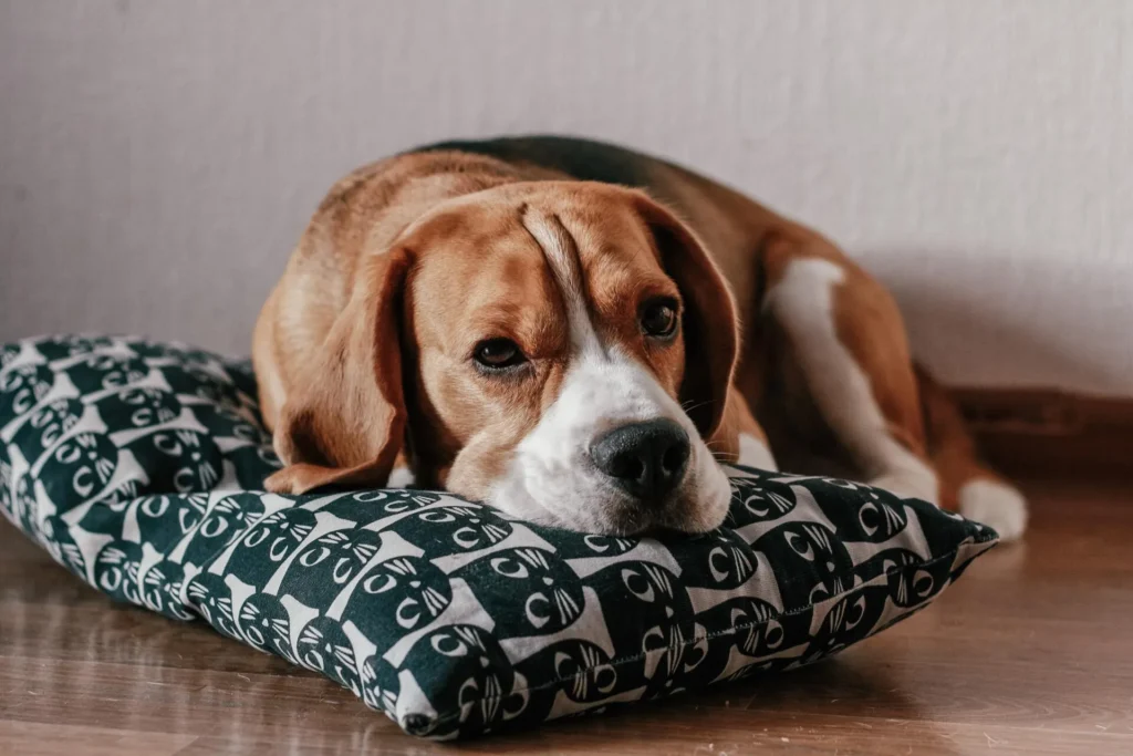How Vets Manage Both Acute And Chronic Pet Conditions