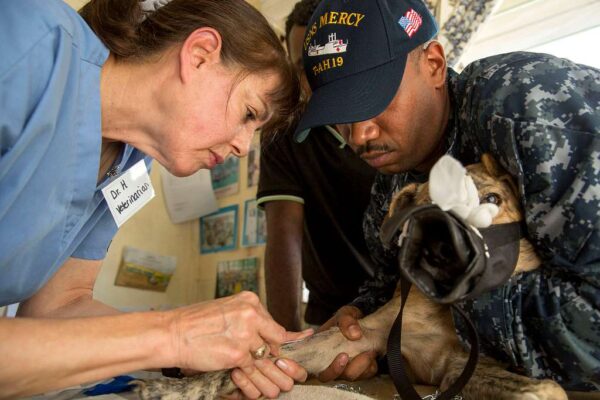 3 Signs Your Cat Needs An Immediate Animal Hospital Visit
