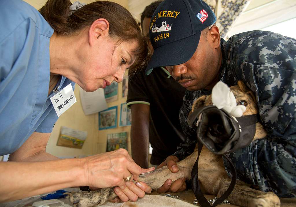 3 Signs Your Cat Needs An Immediate Animal Hospital Visit