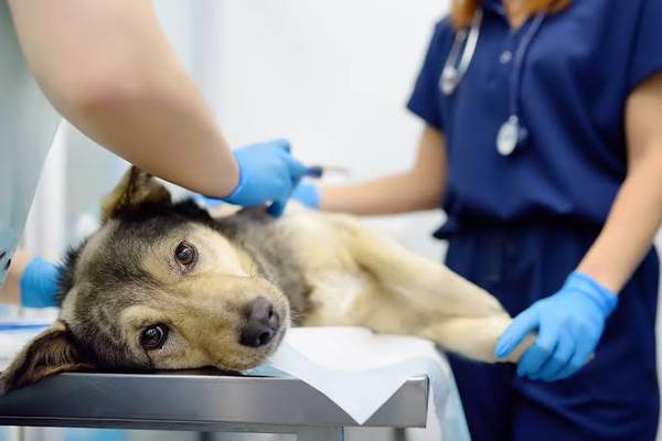 The Importance Of Pain Management In Small Animal Hospitals