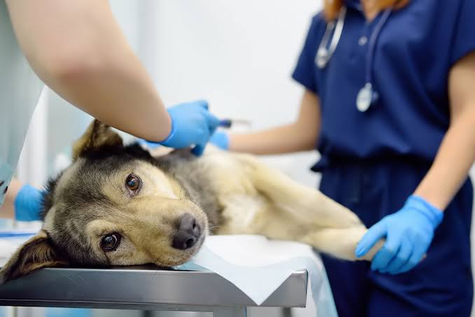 The Importance Of Pain Management In Small Animal Hospitals
