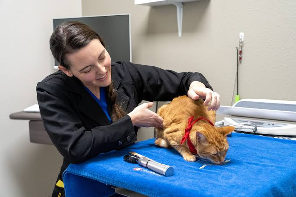 How Animal Hospitals Handle Reproductive And Breeding Care